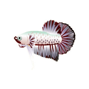 Oxide Plakat Betta